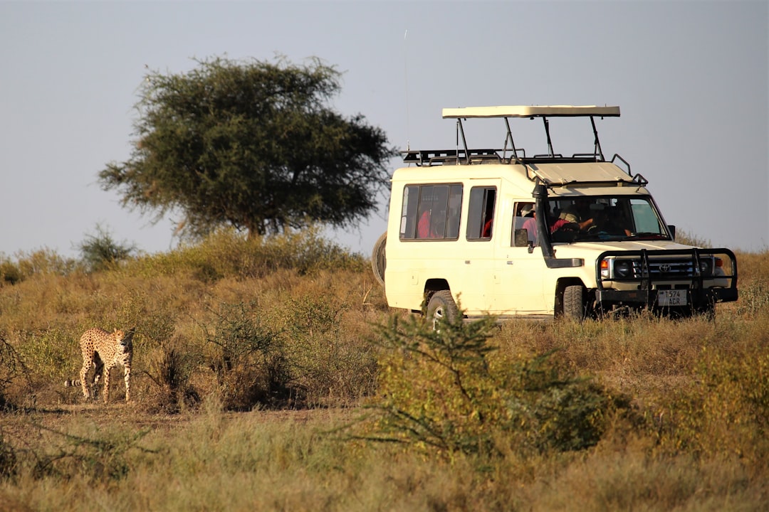 Masai Mara vs Serengeti Family Safari: Which Migration Experience Suits Kids