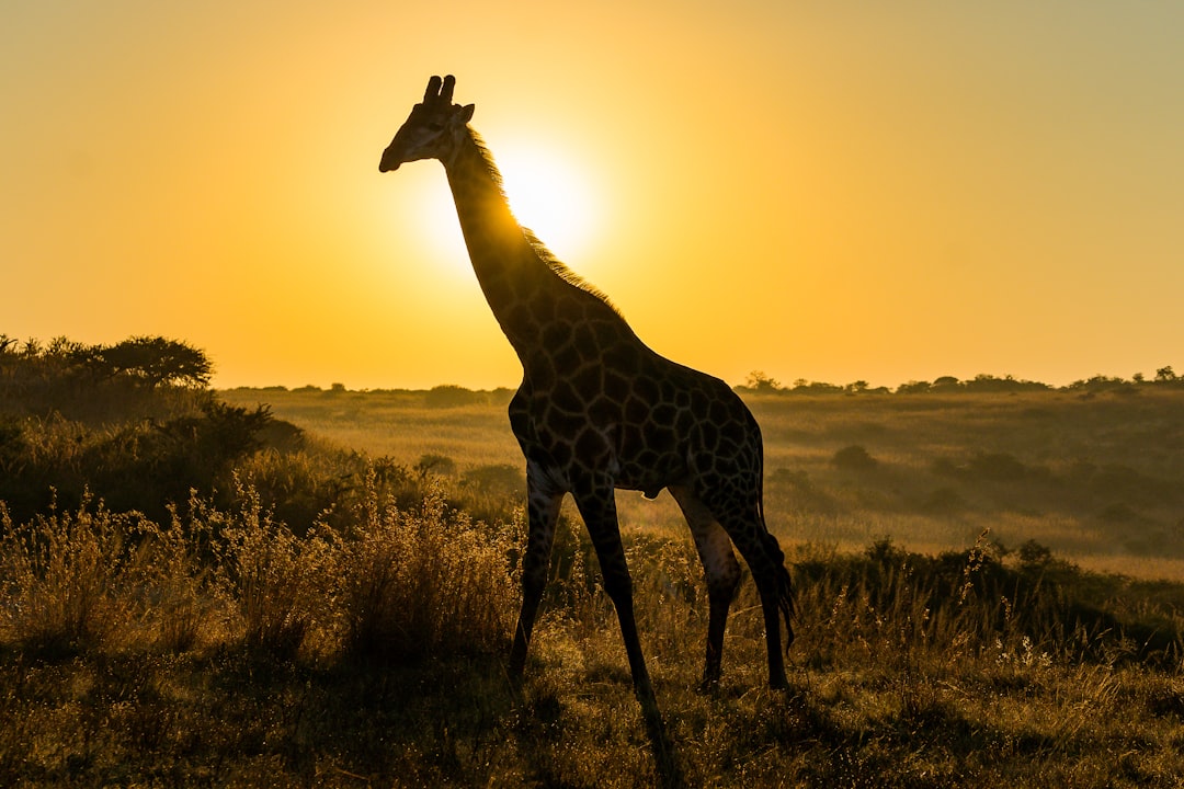 Best South African Safari Operators by Price: Luxury vs Budget Comparison 2026