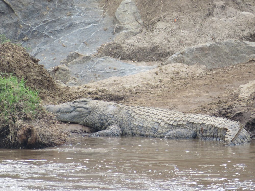 3-Day Masai Mara Safari in Kenya (Small Group Luxury Camping)