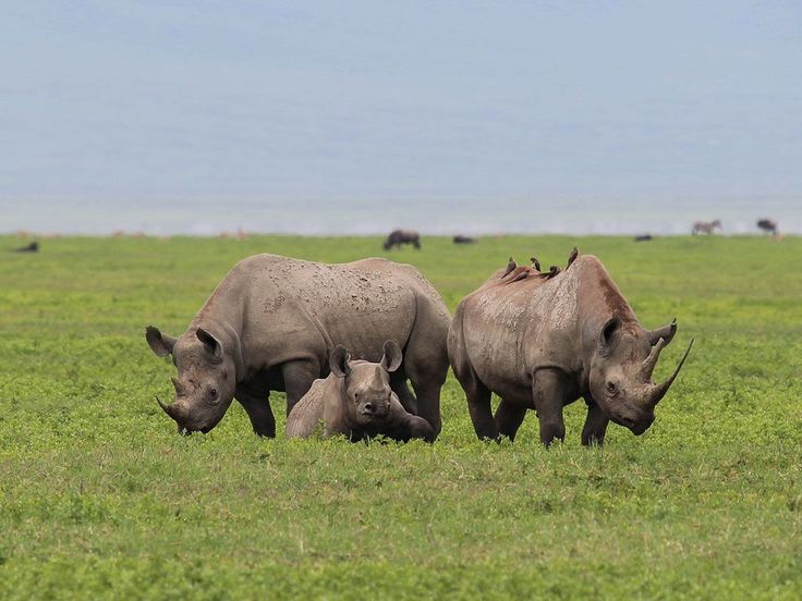 8-Day Day Budget Safari into the Wild Northern Circuit