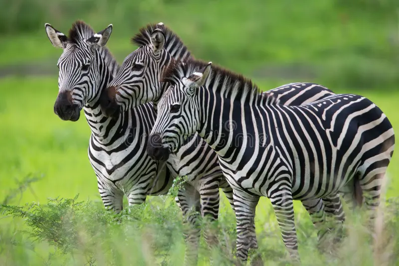 7-Day 7-Day Private Safari luxury Migration Escape