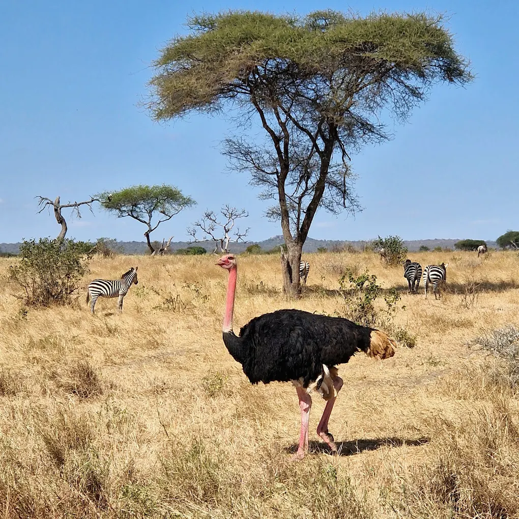2-Day Best of Tarangire & Ngorongoro Crater Safari