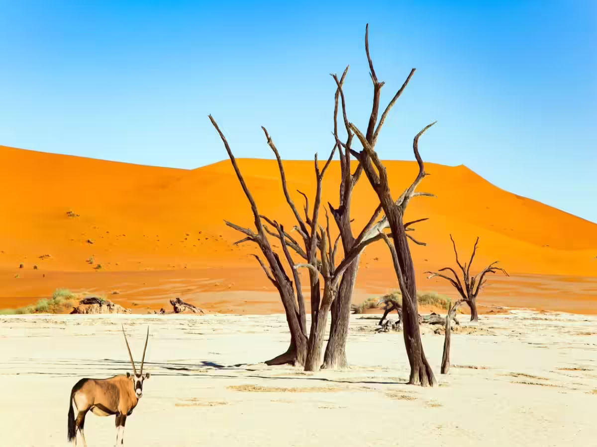 8-Day Mid-Range Safari & Scenic Tour of Namibia