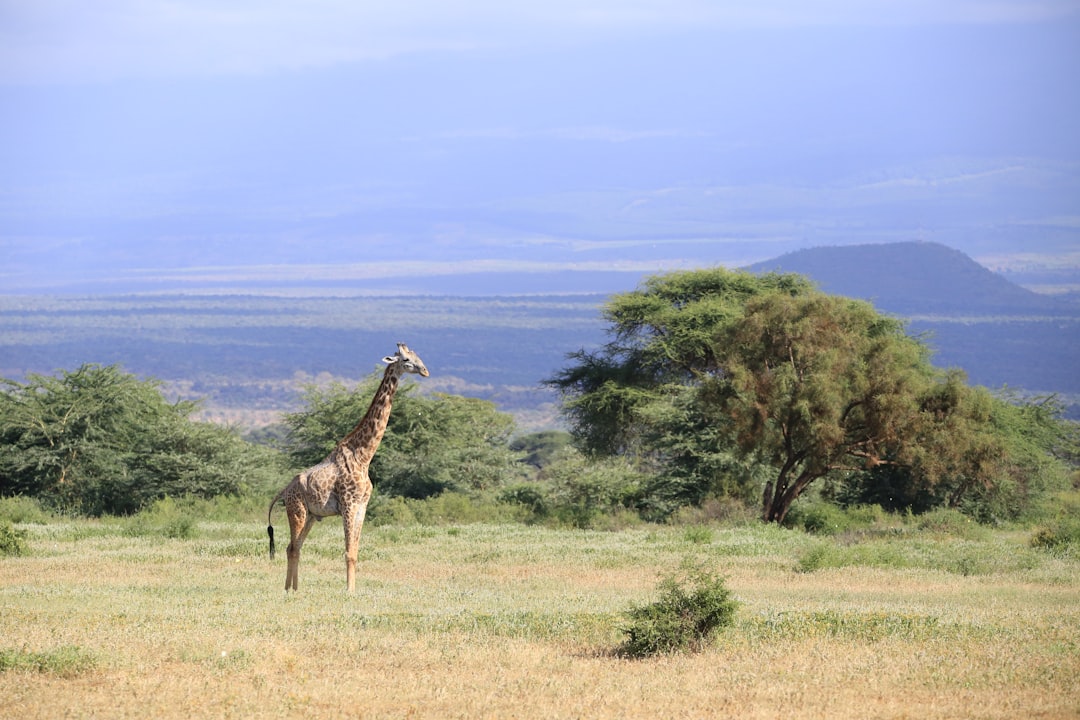 Cost of a 7-day luxury safari package in Kenya