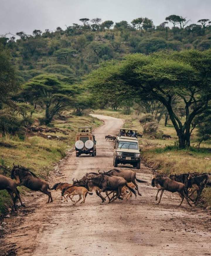 3-Day Maasai Mara Camping Safari