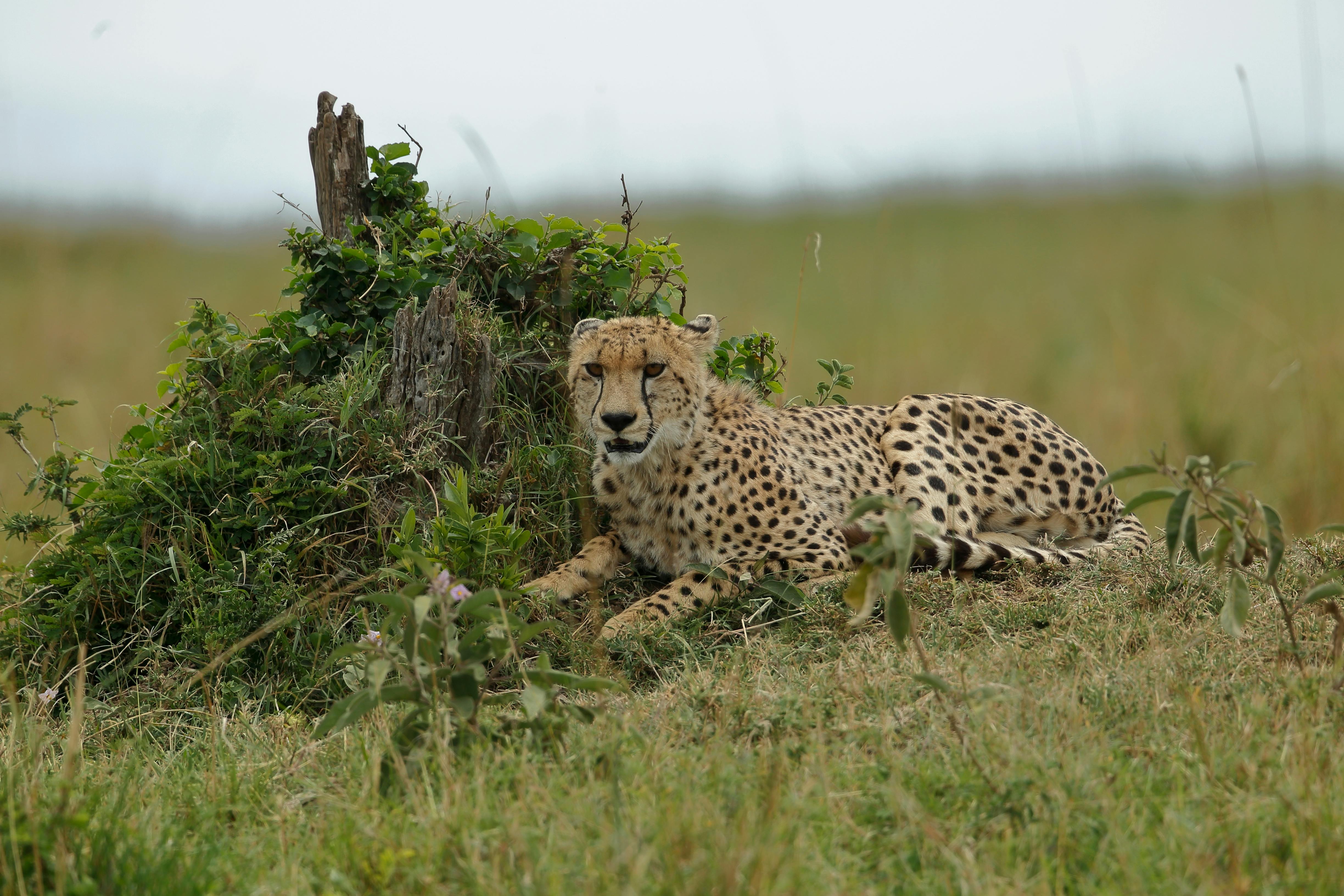 6-Day Best Bush N Beach Escape (Naivasha, Amboseli and Diani)