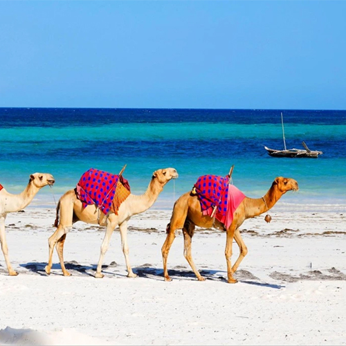 10-Day NAKURU-AMBOSELI-TSAVO WEST-EAST-WATAMU BEACH-KENYA