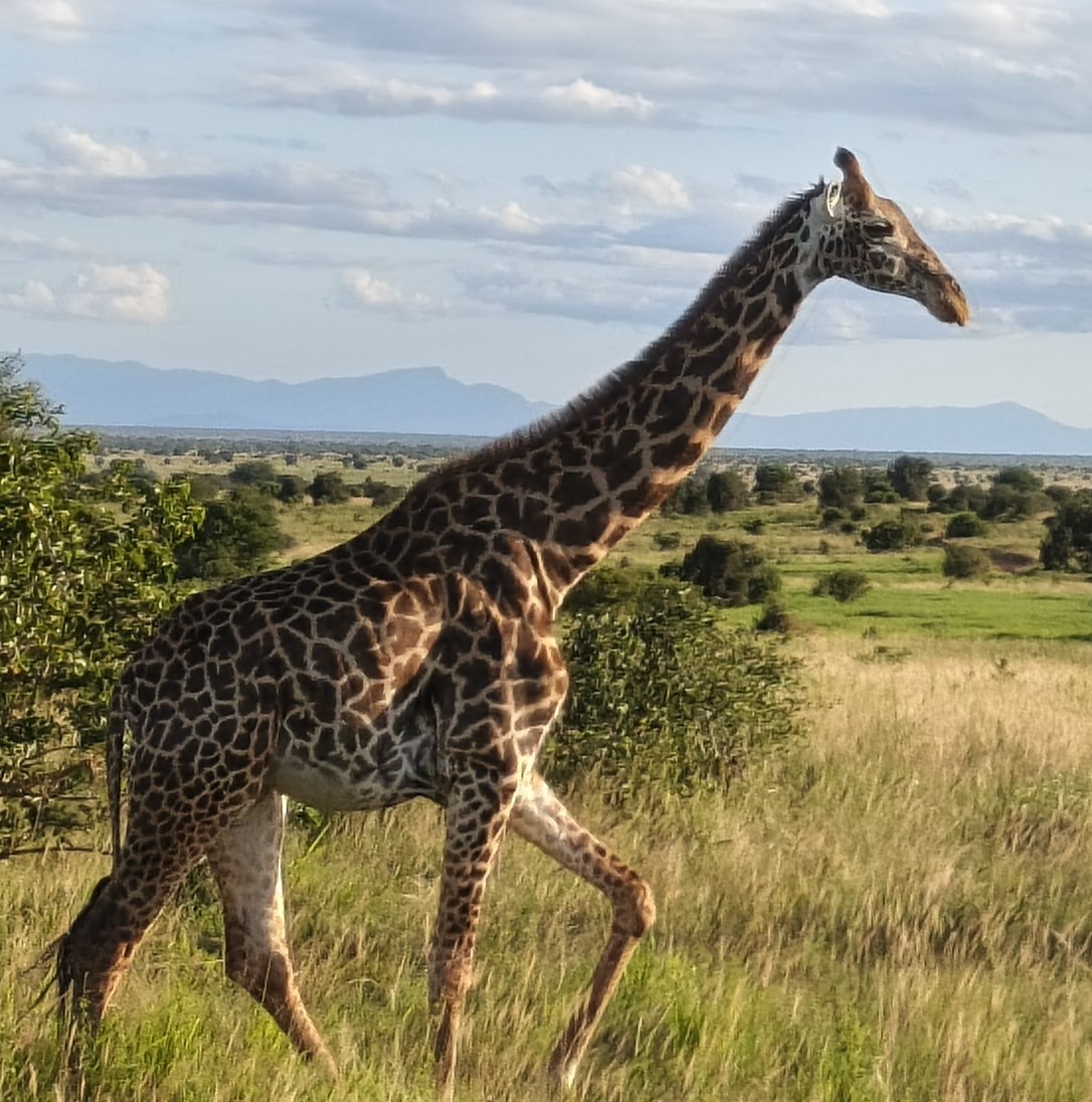 3-Day Tsavo East and Ngutuni Sanctuary Safari