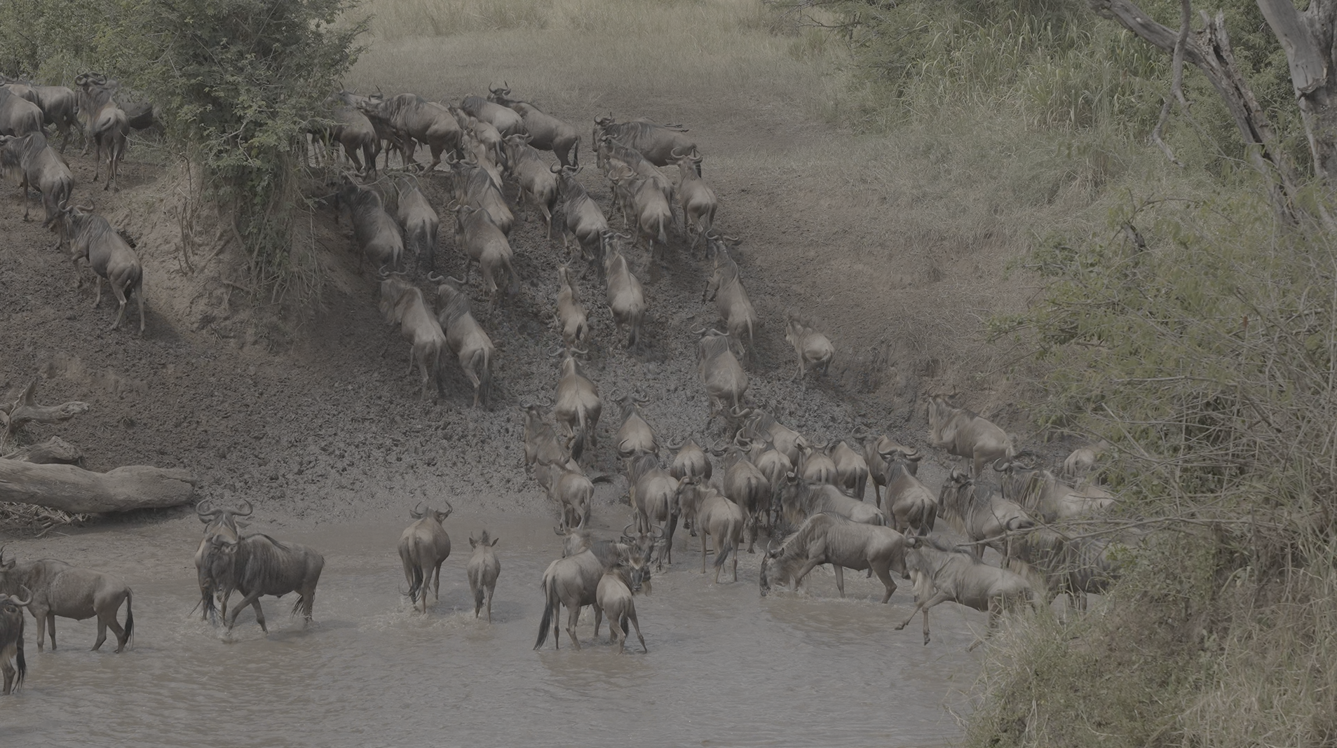 7-Day Best Value Serengeti River Crossing Migration Safari(Jul-Sept)