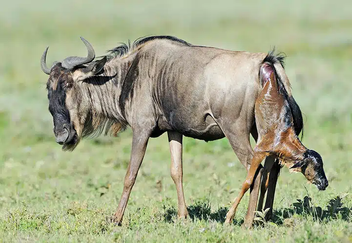 7-Day Best Value Ndutu Calving Migration Safari (Dec-Mar)