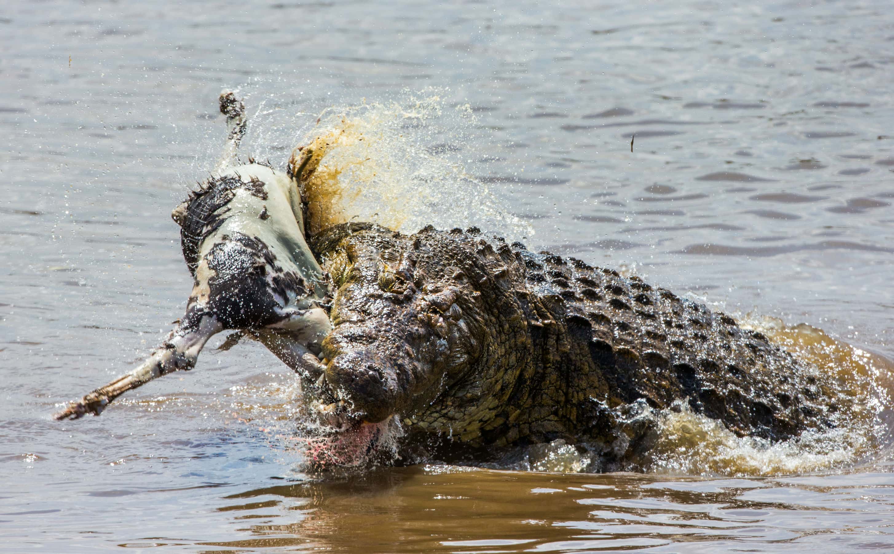 4-Day Fly-in & out Safari from Zanzibar