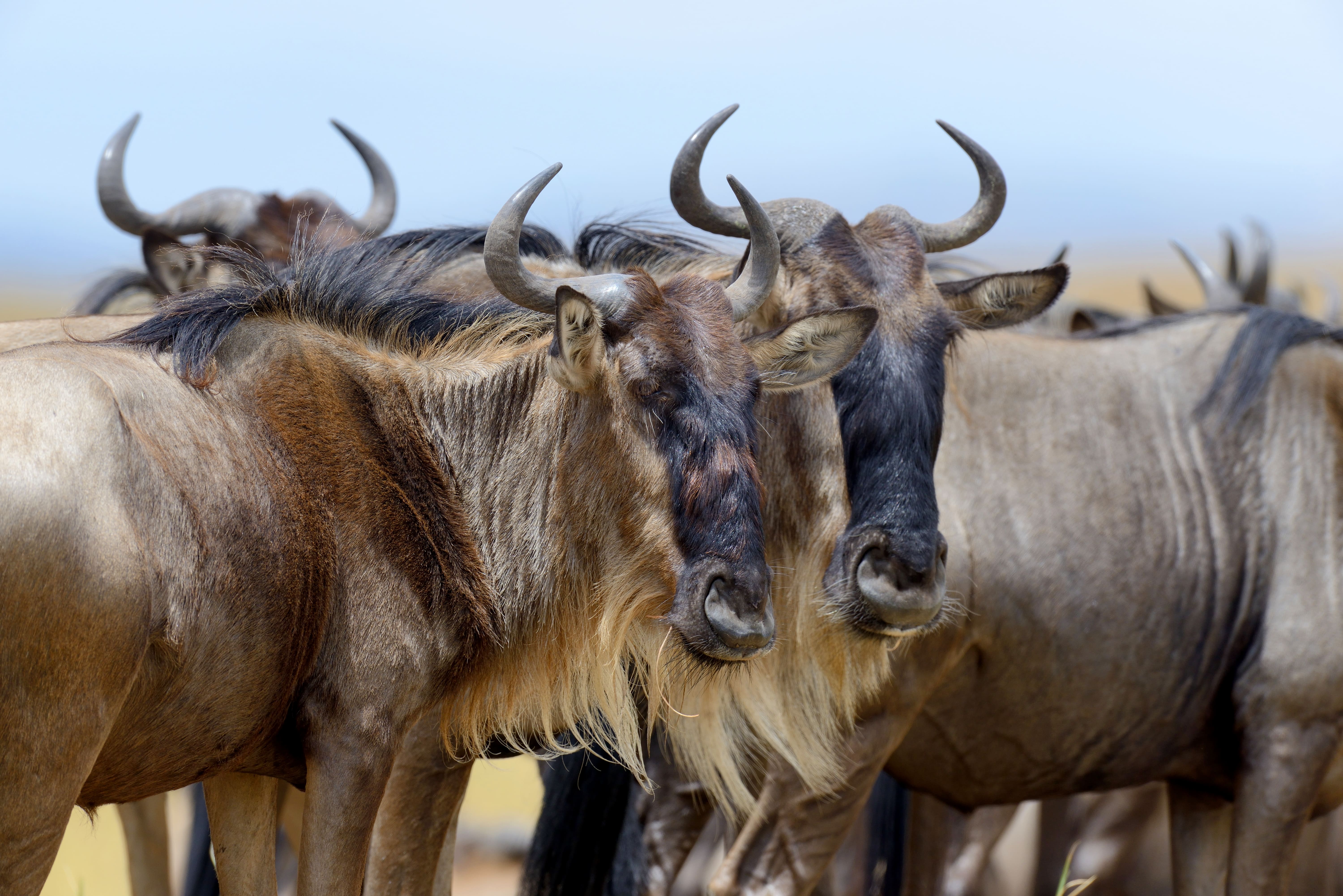 3-Day Maasai Mara Safari