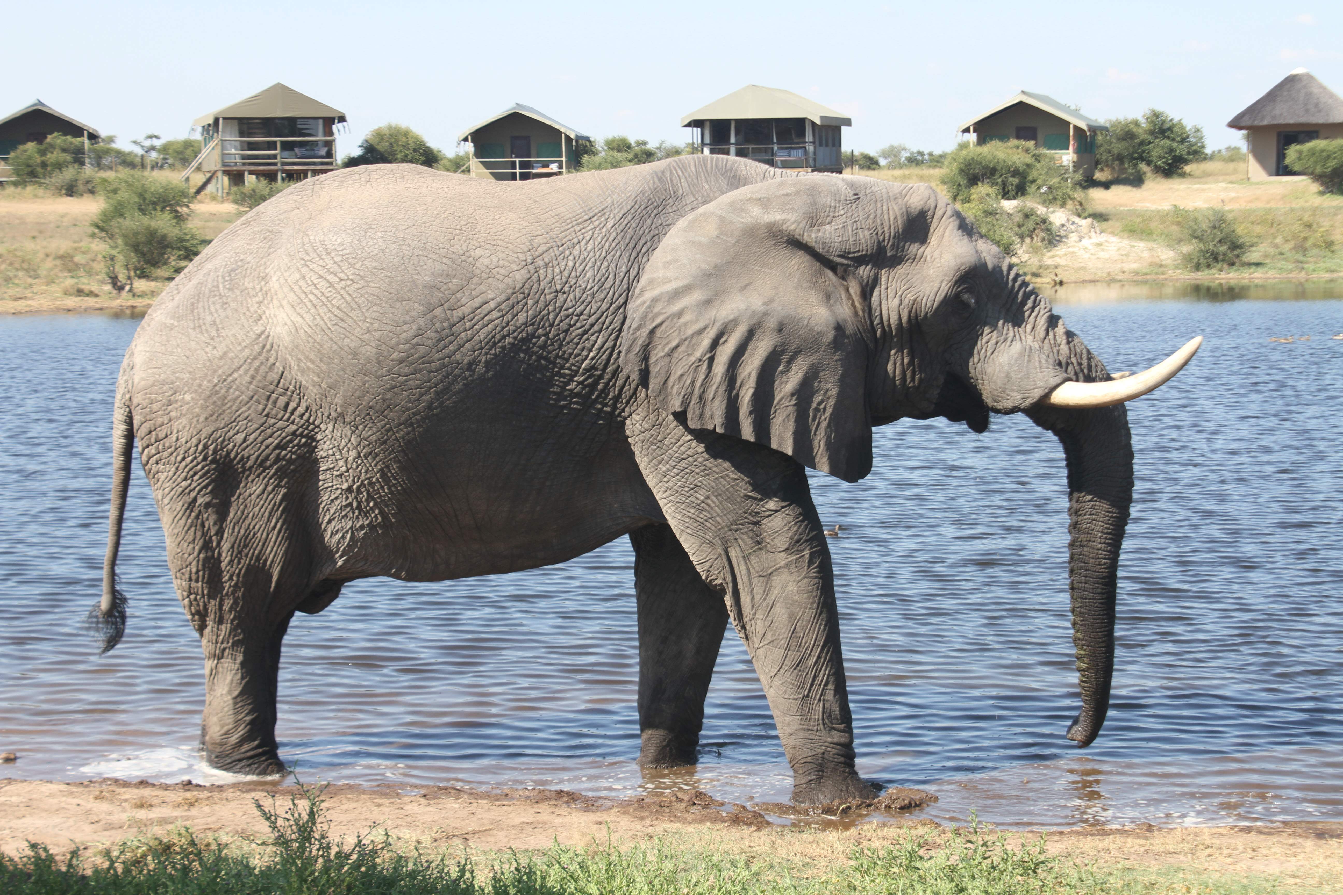 Okavango Delta, Chobe & Victoria Falls: 10-Day Safari