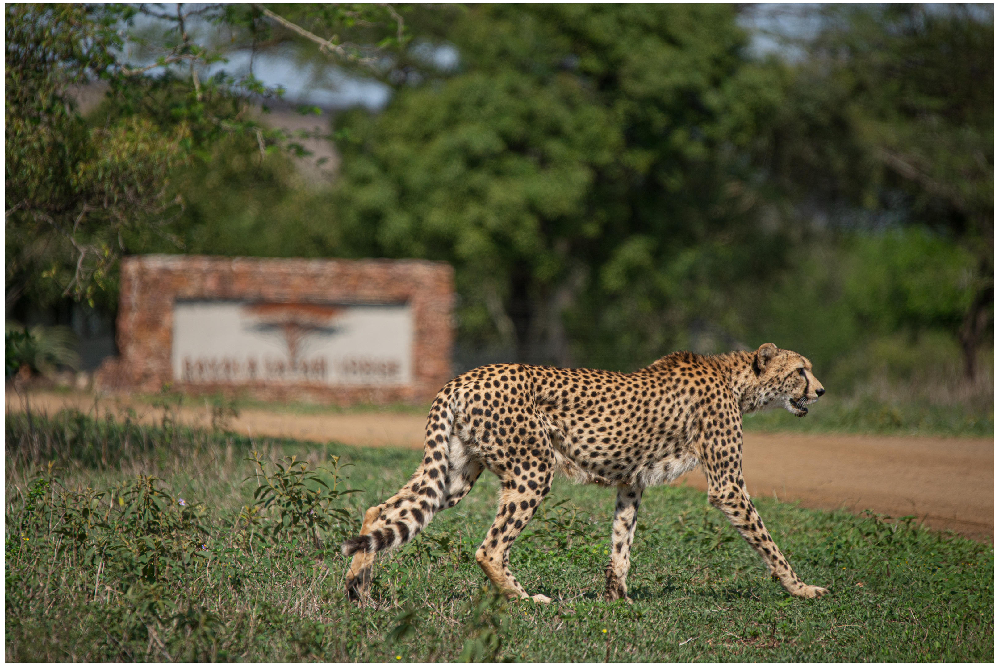 14-Day Secret Value Safari