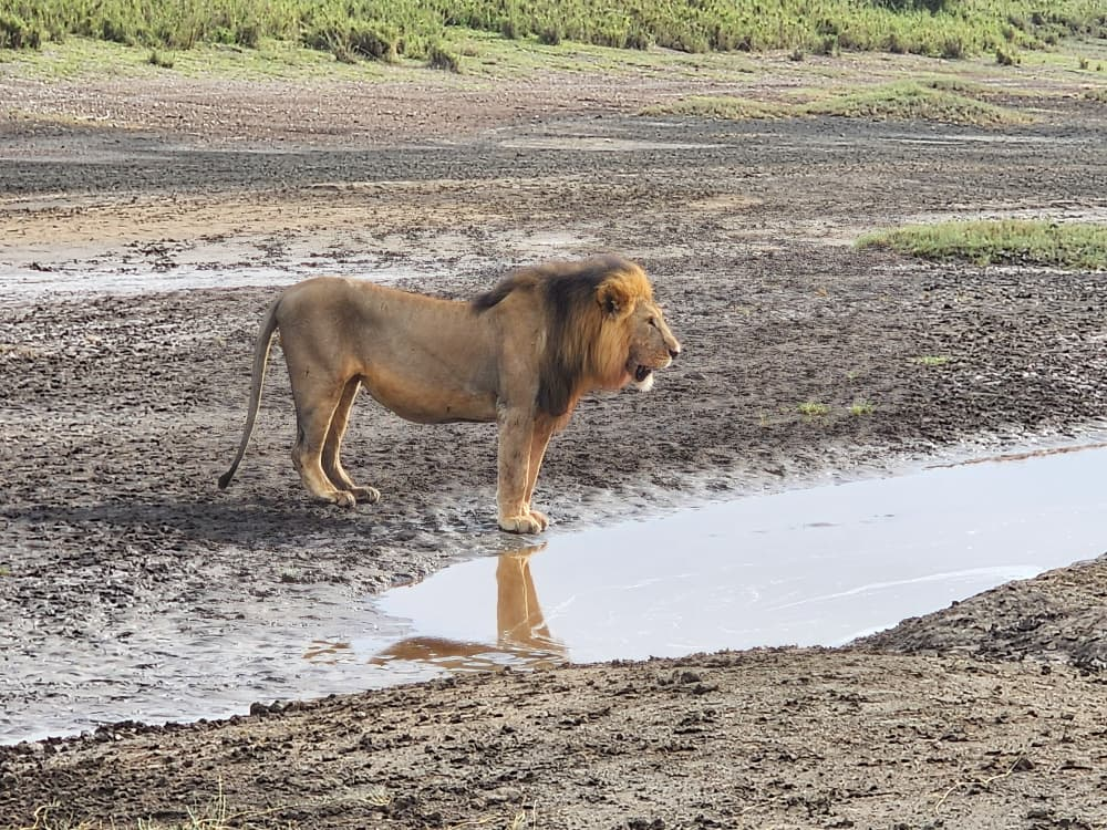 7-Day A Blend Of The Big Five And The Great Migration