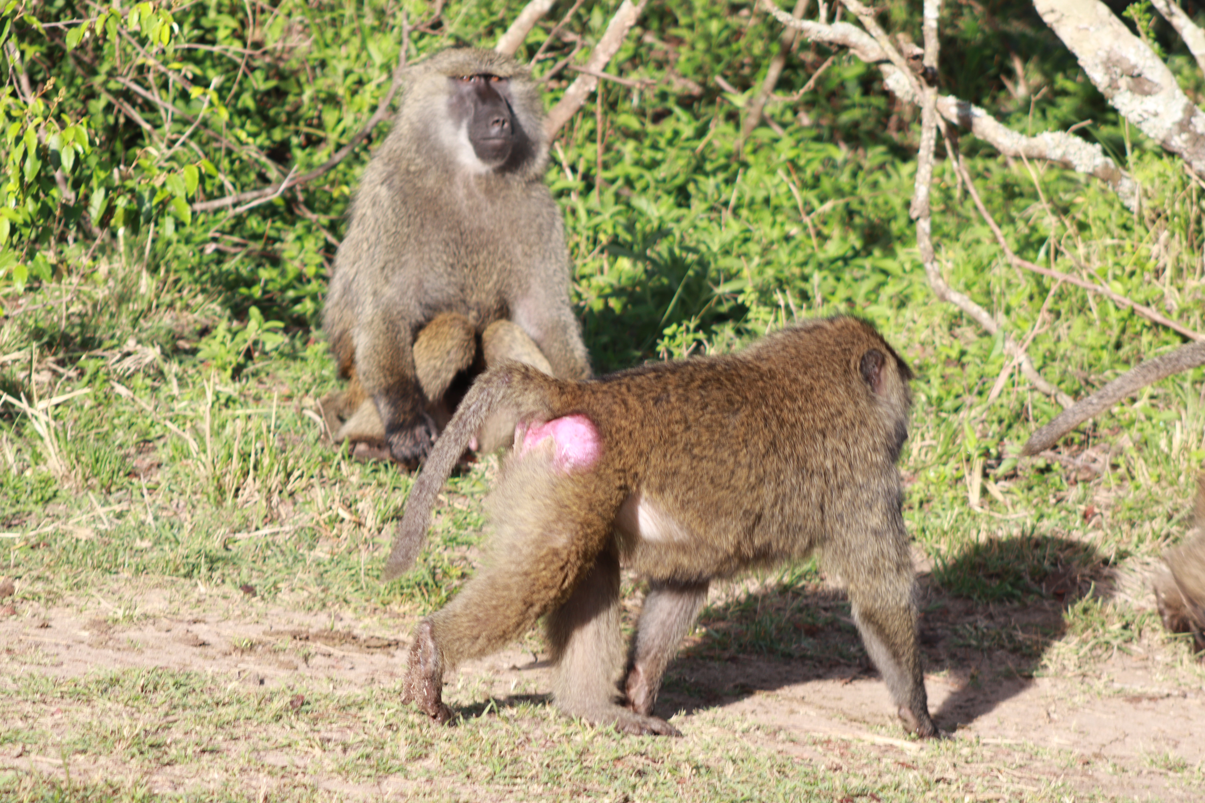 1-Day Nairobi National Park Day Trip (Safari Van)