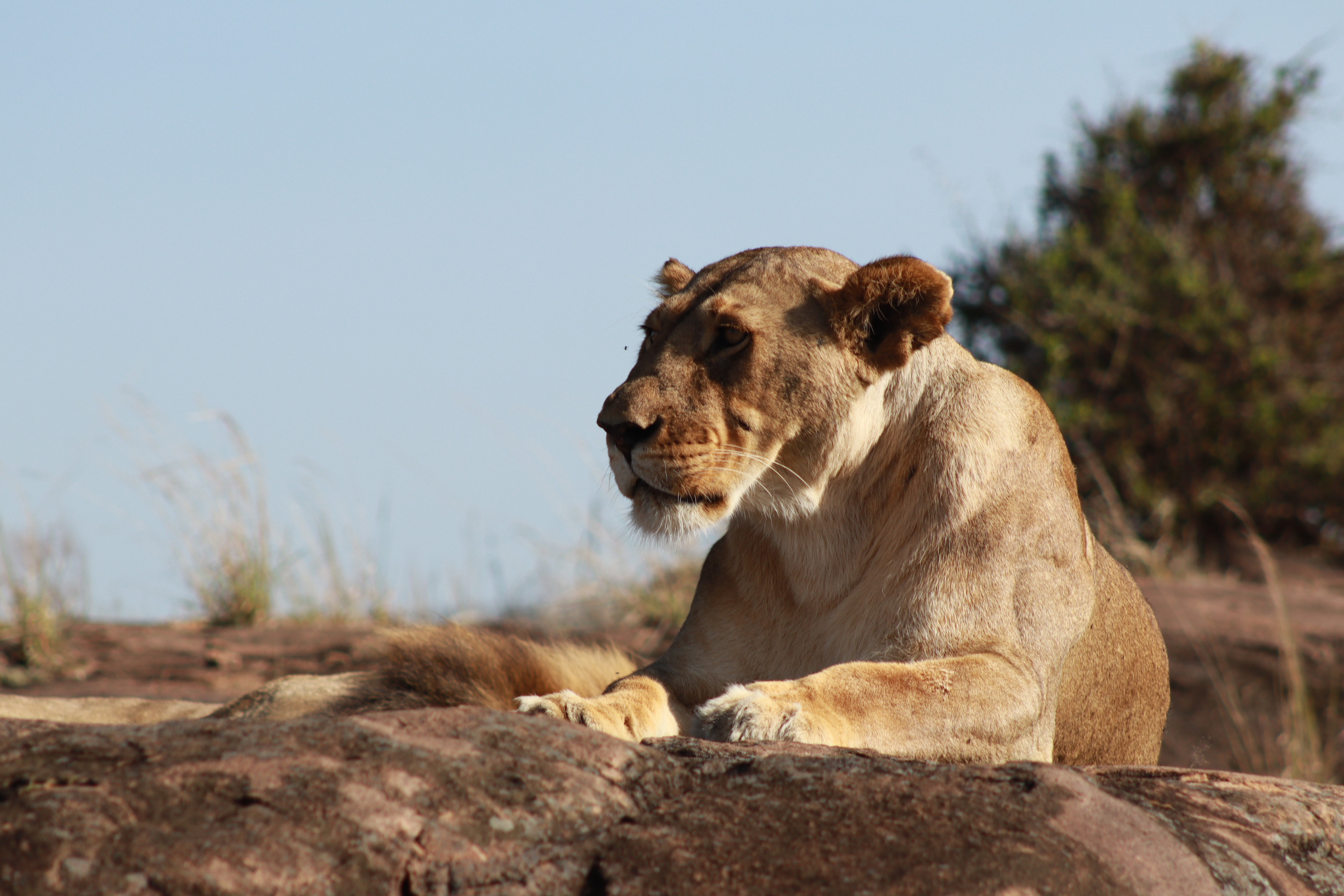 4-Day Amboseli National Park, Tsavo West National Park and Tsavo East National Park