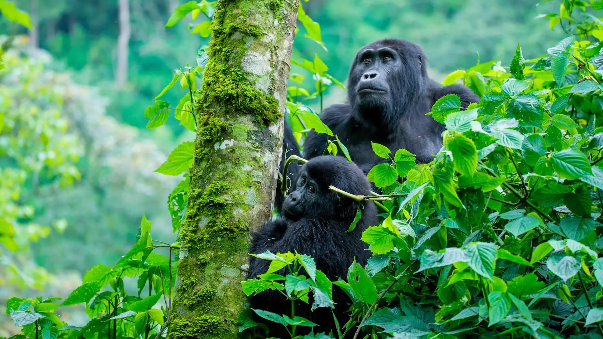 4-Day Ultimate Gorilla Trekking Uganda