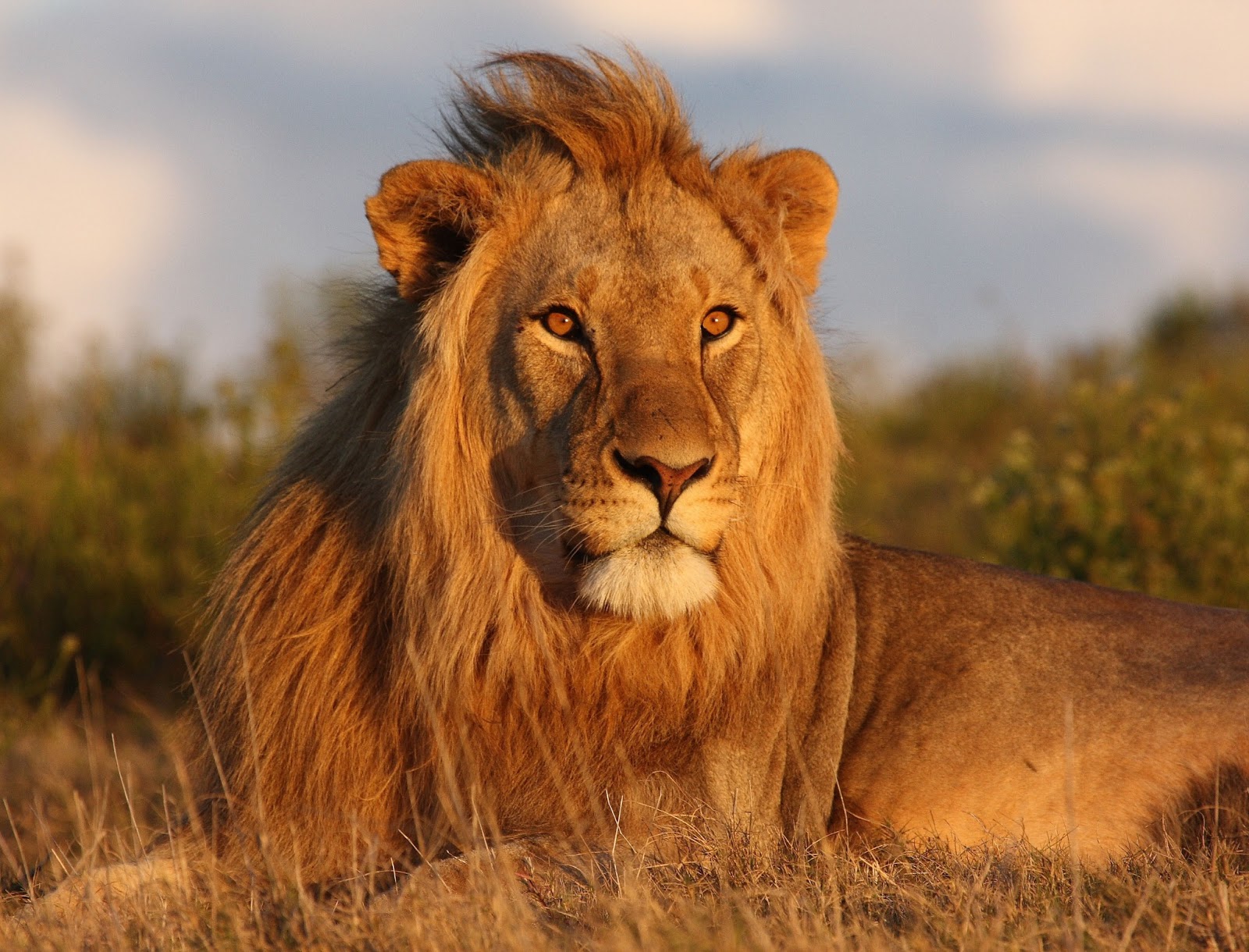5-Day UGANDA WILDLIFE SAFARI & ULTIMATE GORILLA