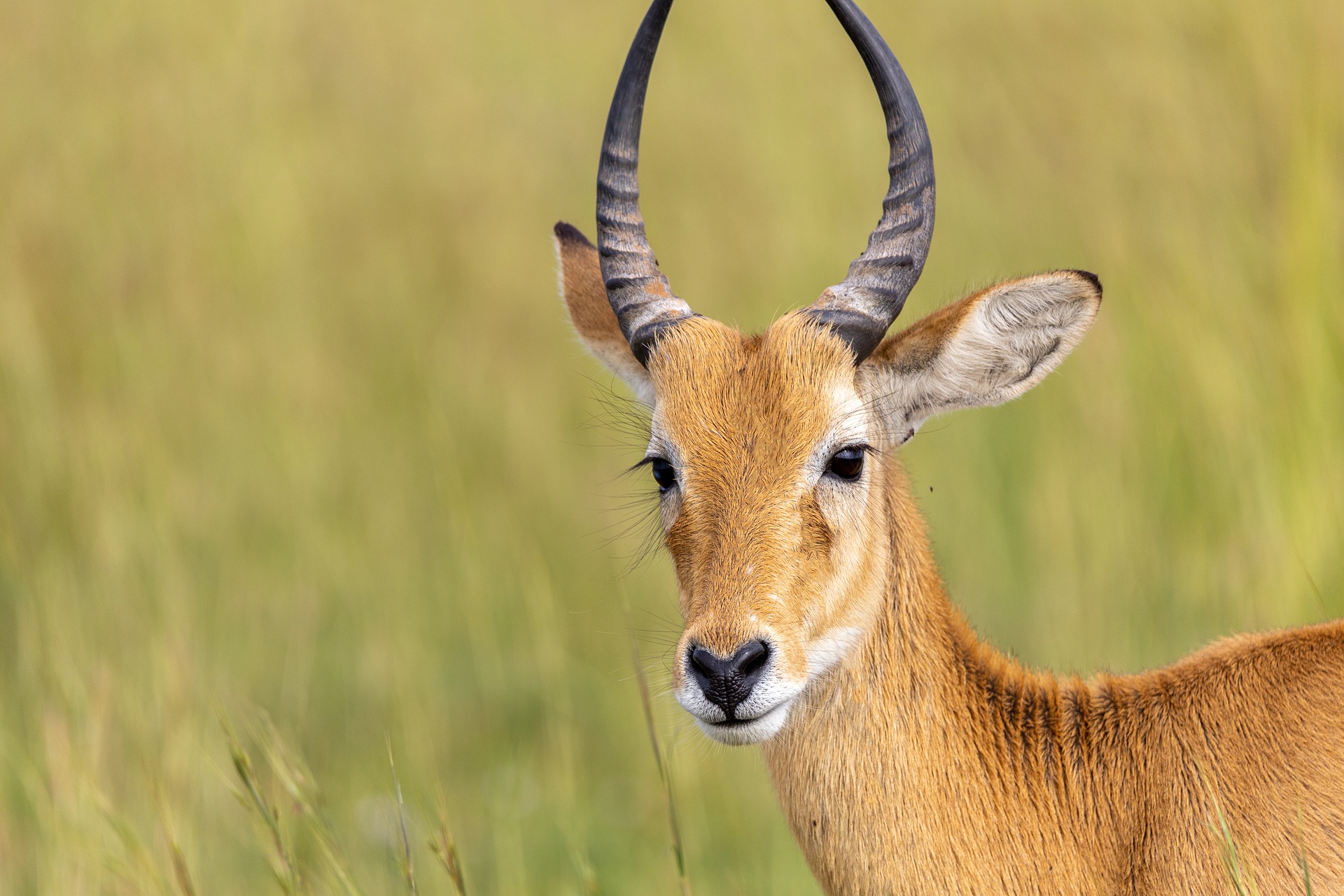 10-Day Uganda Wild life, Primate and Cultural Safari Adventure