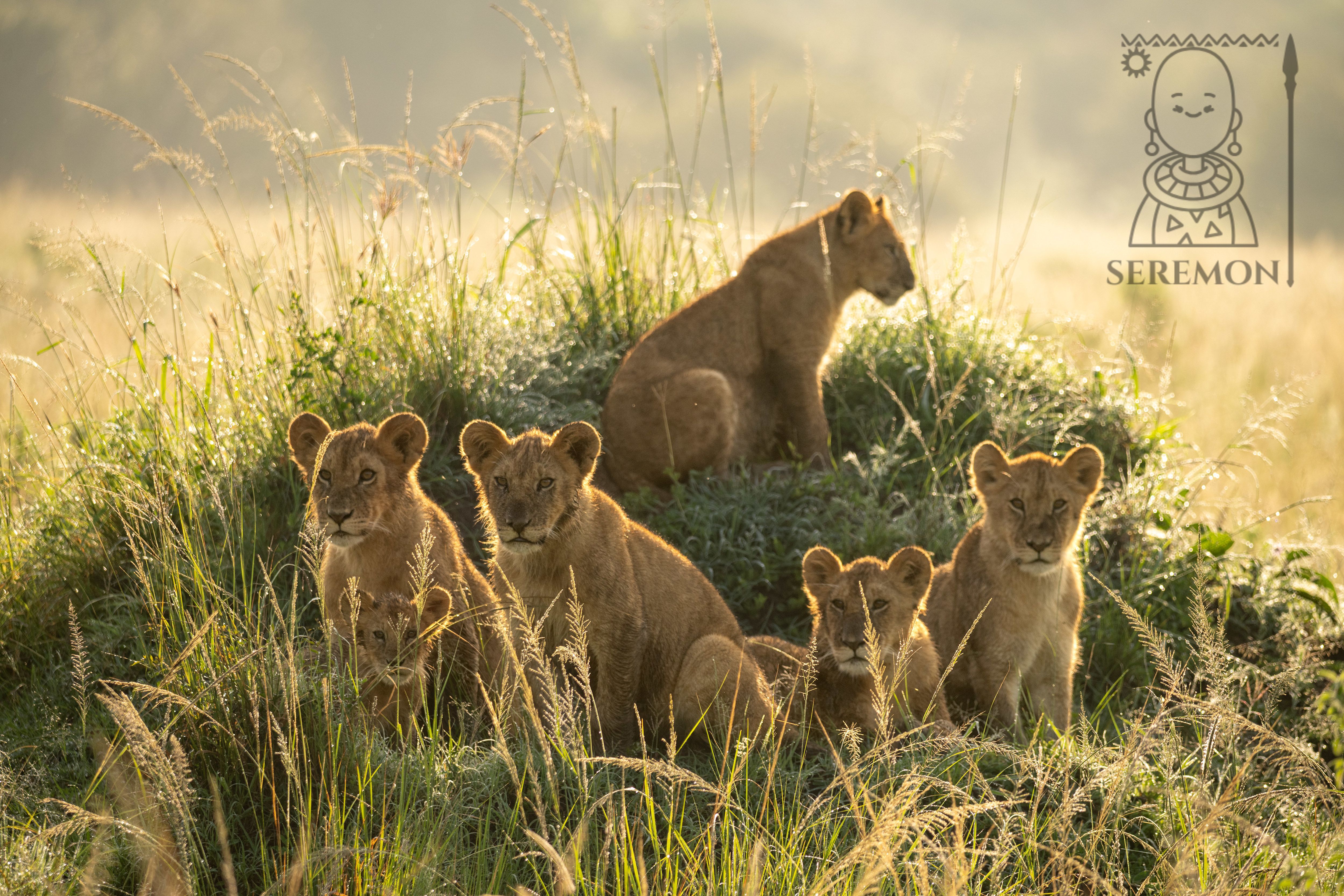 3-Day Last Minute Maasai Mara Migration Special