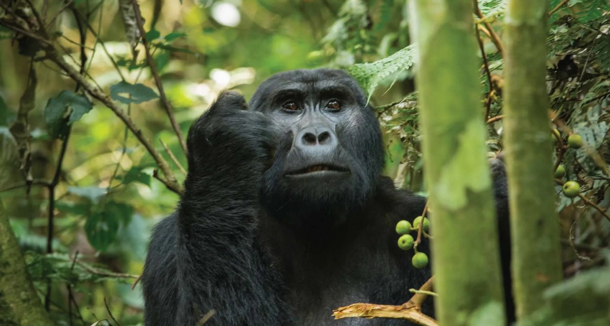 3-Day Classic Rwanda & Uganda Primate Safari