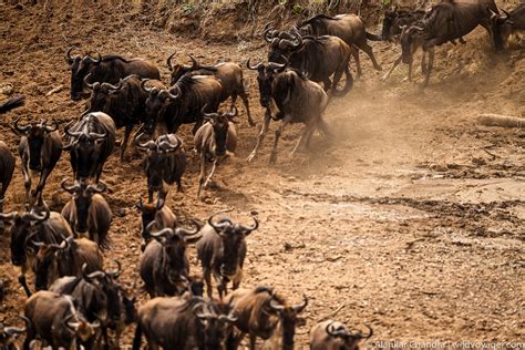 12-Day Great Migration River Crossing
