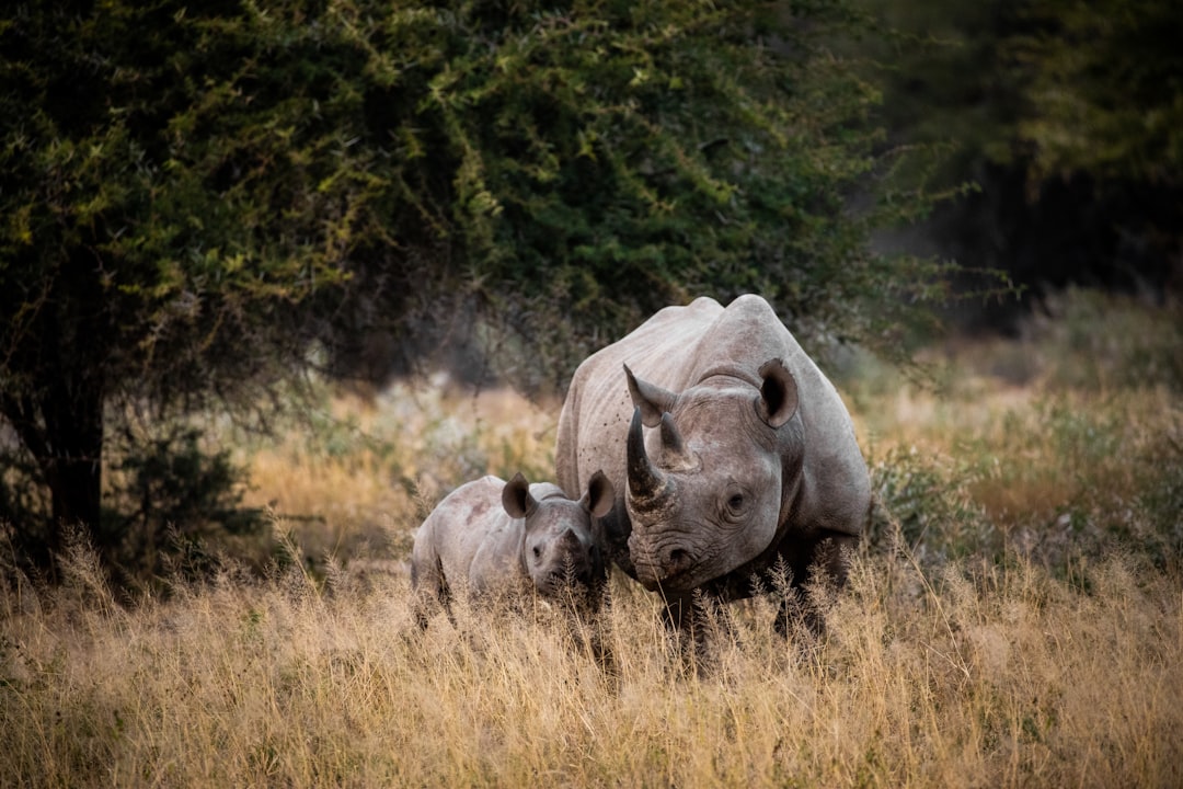 Eswatini Rhino Safari Cost 2026: Budget vs Luxury