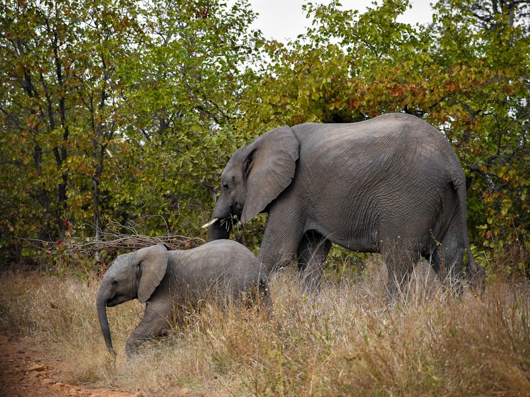 Big 5 Safari South Africa: Where to See Them + Best Time 2026