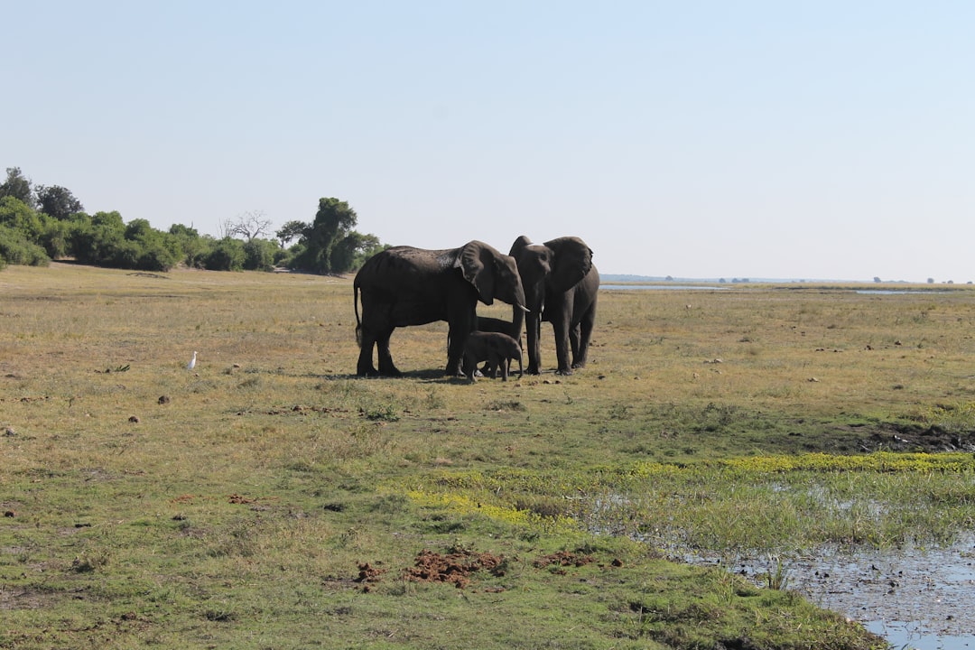 black elephant on green grass field during daytime