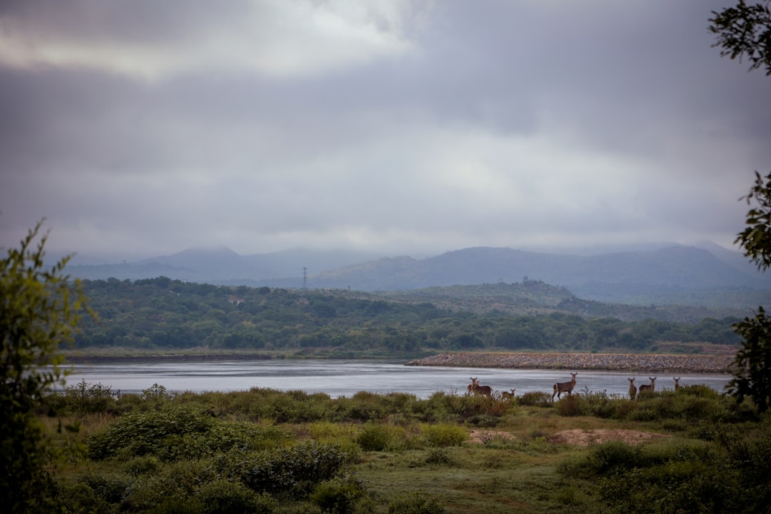 Deer grazing by a tranquil lake with rolling hills.