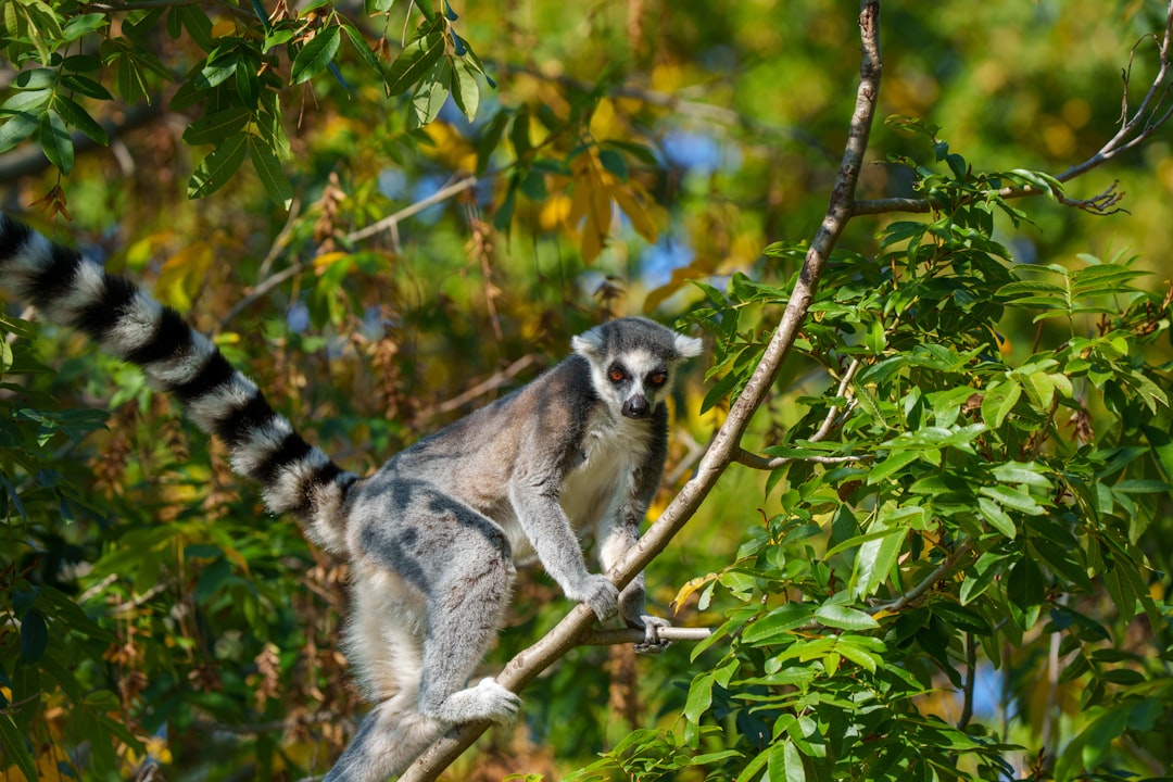A ring-tailed lemur climbs a tree branch.