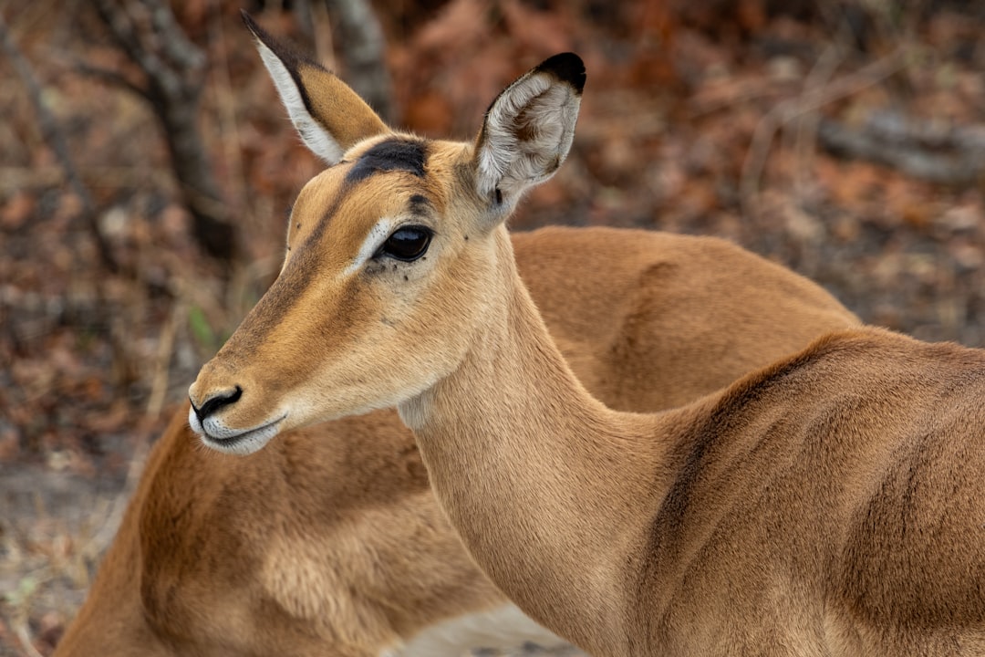 A close up of a deer with a blurry background