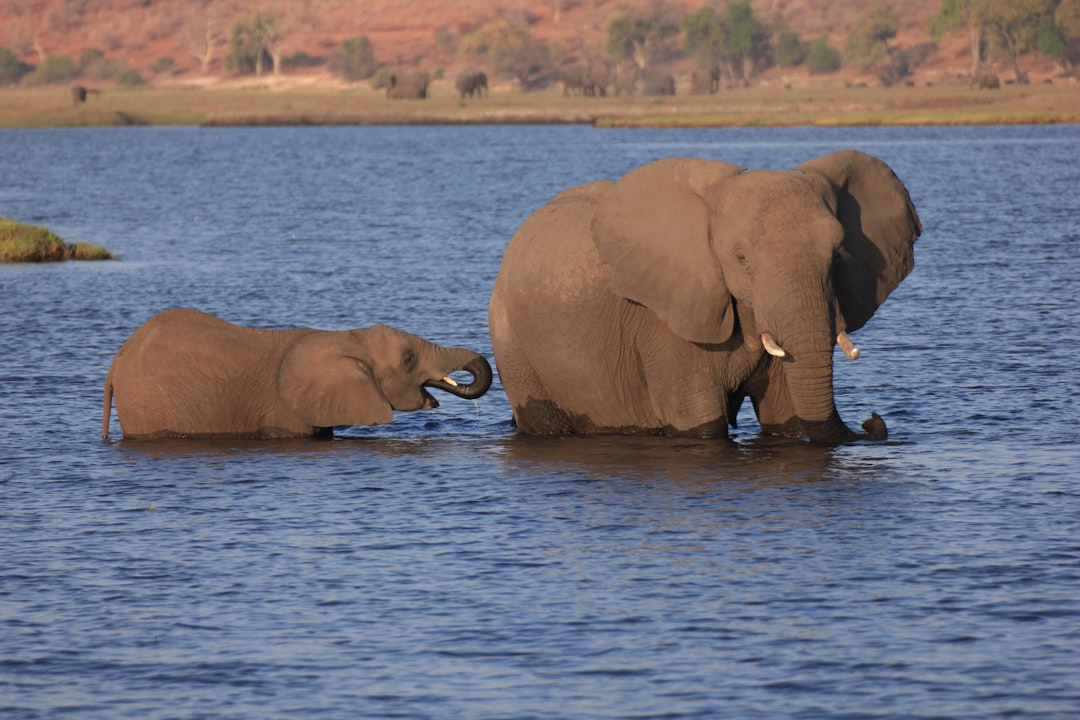 A group of elephants walking across a body of water
