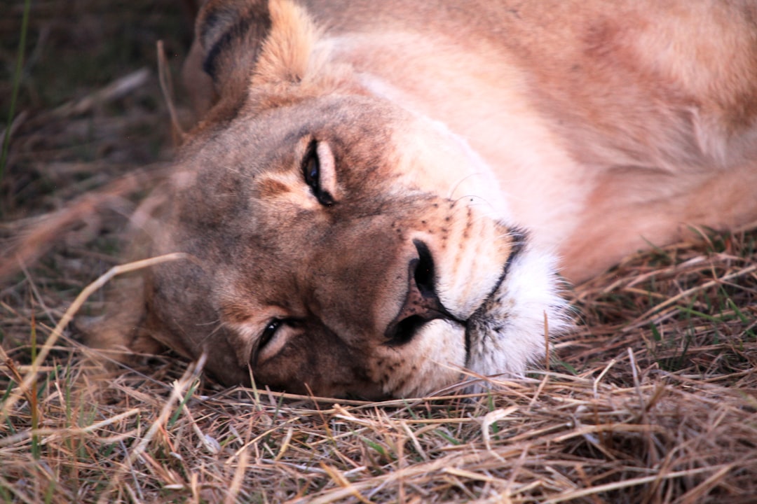 a fox lying down
