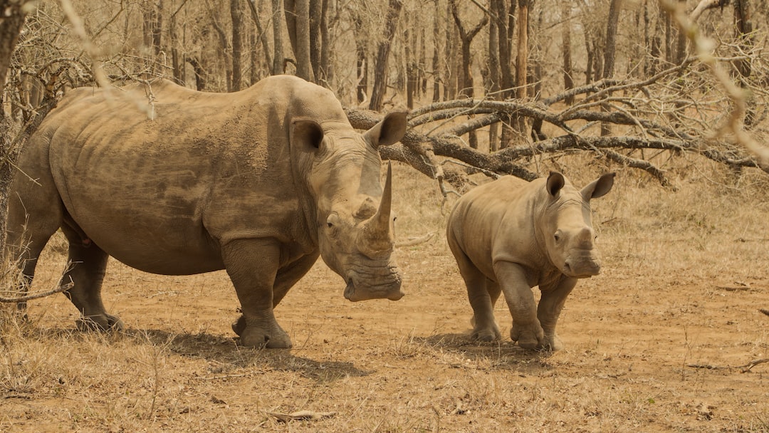 una pareja de rinocerontes en un campo