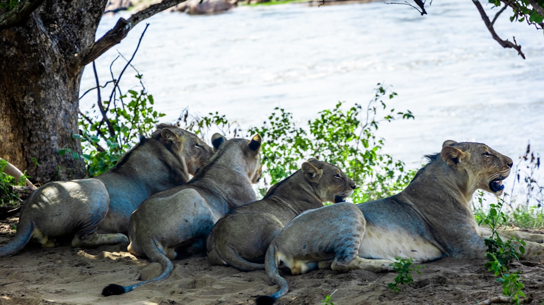 a group of lions sitting next to a river