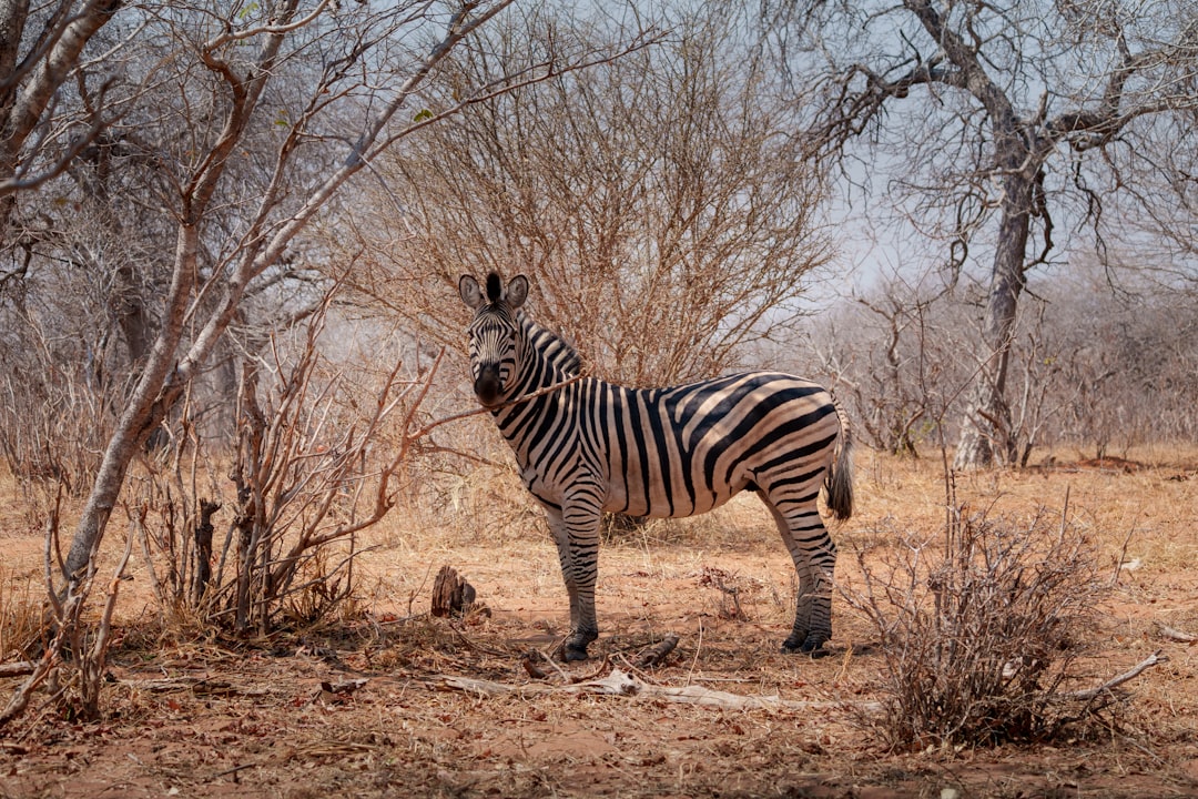 A zebra stands in a dry, sparse savanna landscape.