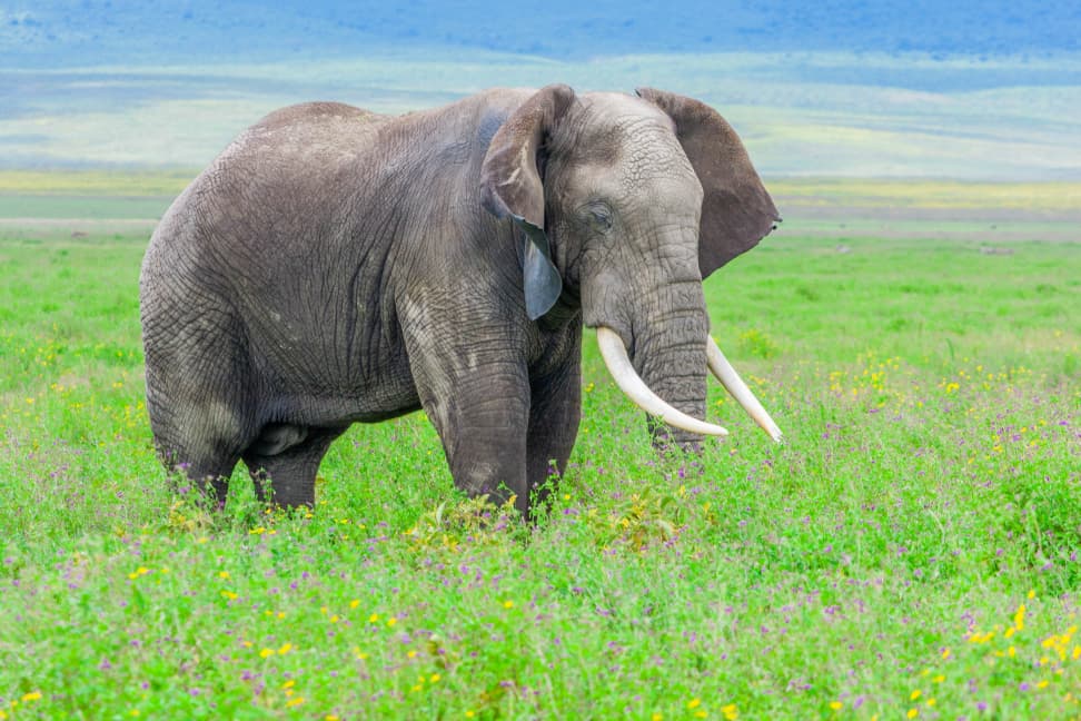 5-Day Stunning Tanzania All 4 Northern Circuit Parks