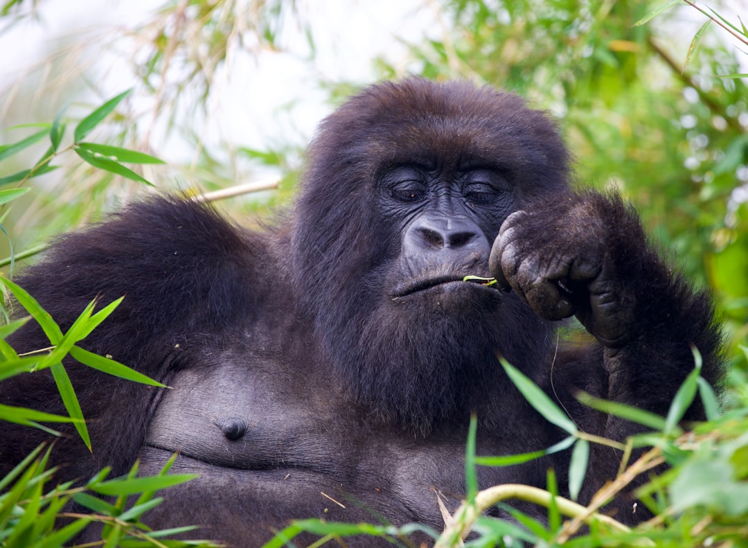 Nahaufnahme eines Gorillas auf einer Grasfläche