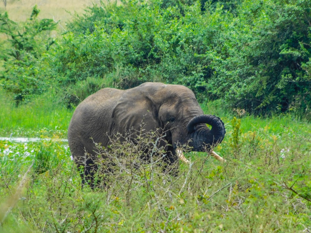 فيل في البرية