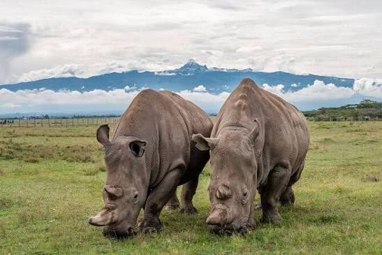3-Day Kenya Safari at Ol Pejeta Conservancy