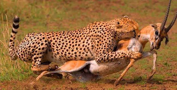 6-Day Kenya Safari: Amboseli, Naivasha & Mara