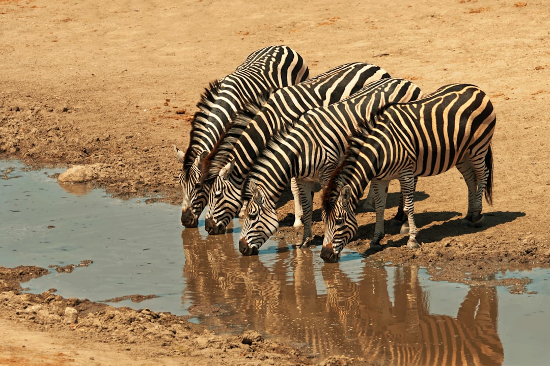 Zebras drinking water from a muddy puddle.