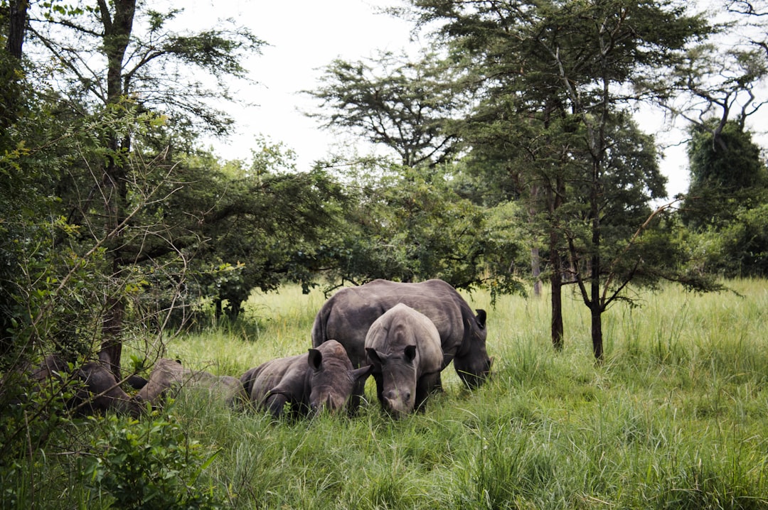 rhinocéros noir