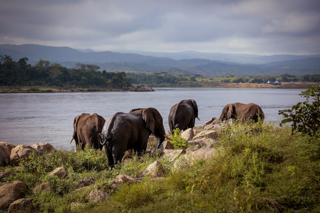 Elephants drinking water by a rocky riverbank