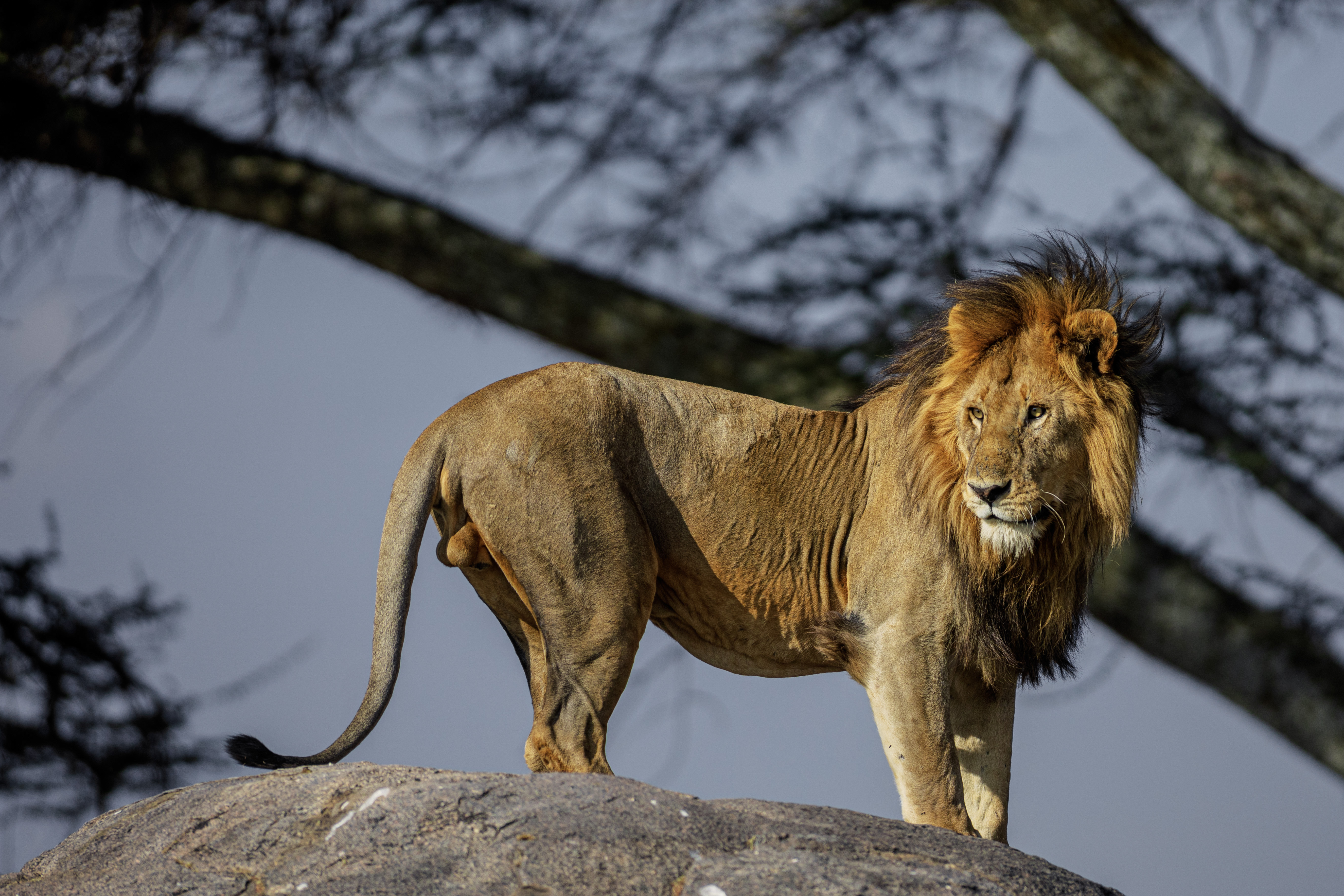 6-Day Tanzania Safari Experience