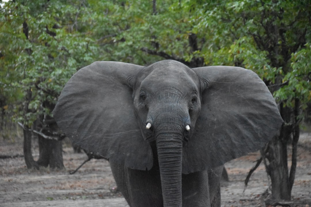 An elephant with large ears stands in a forest.