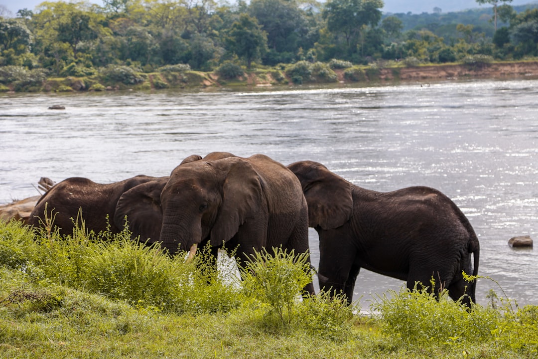 Elephants drinking water from a river bank.