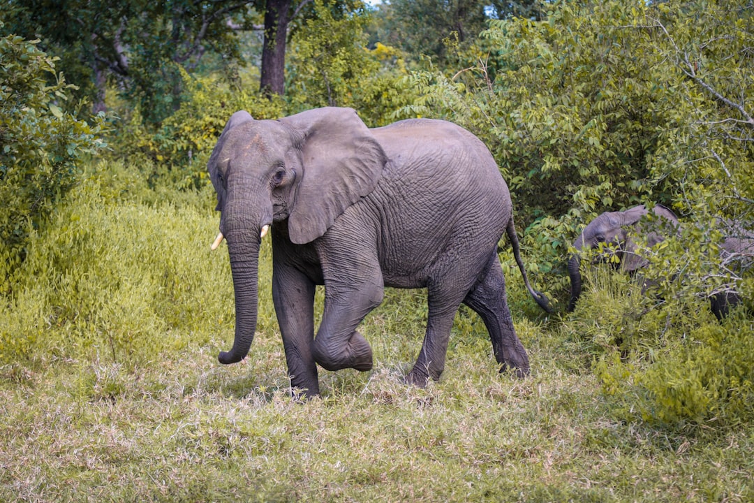 An elephant walks through green grass and trees.